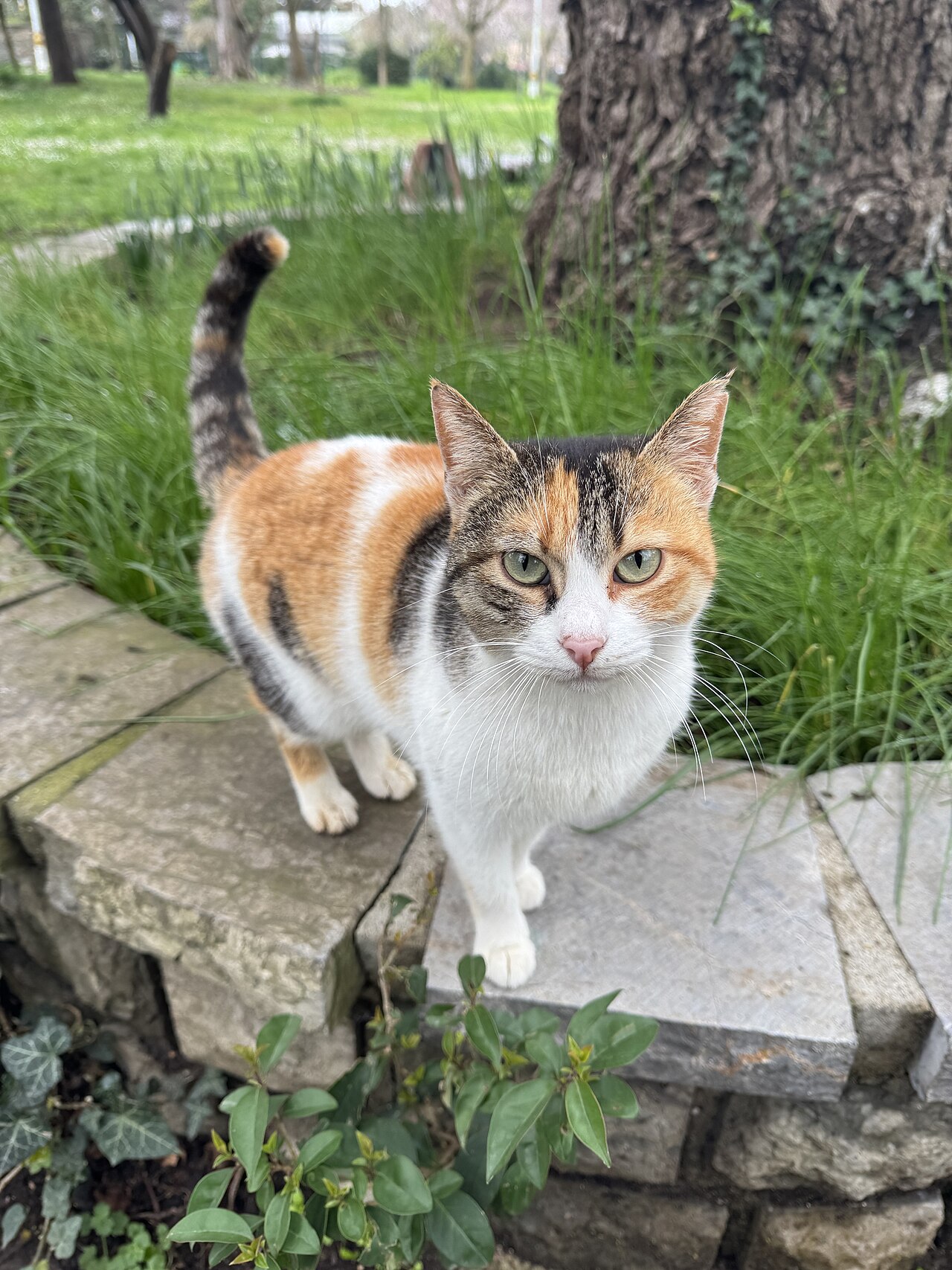 The Feral