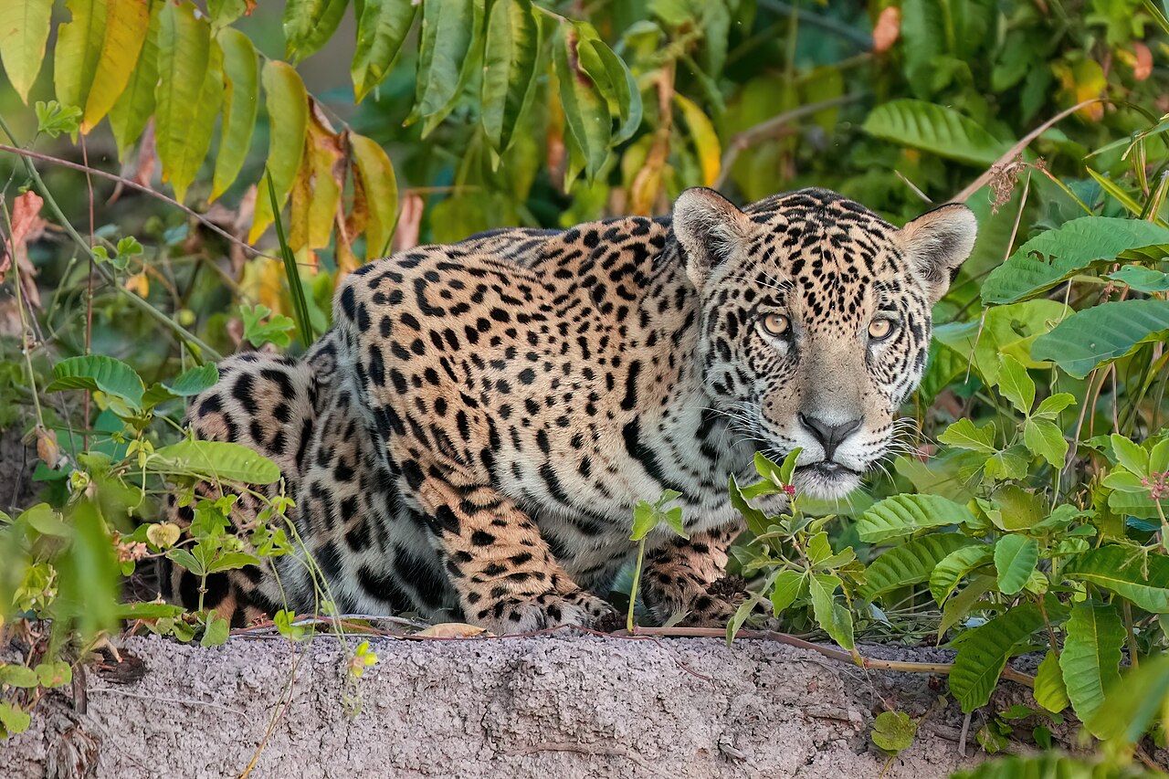 The Jaguar