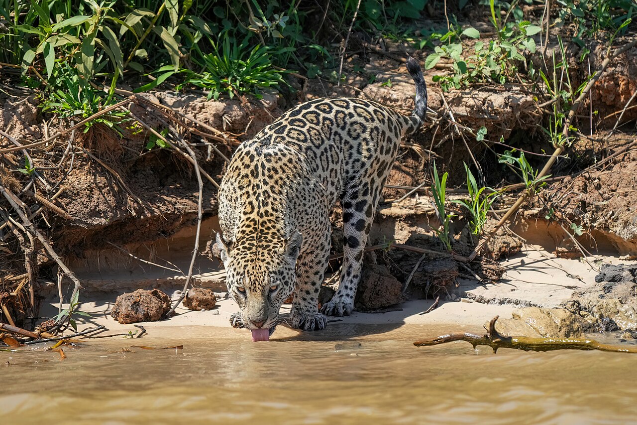 The Jaguar