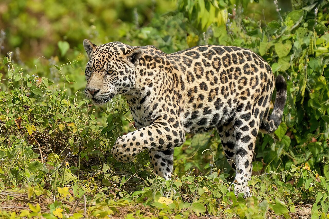 The Jaguar